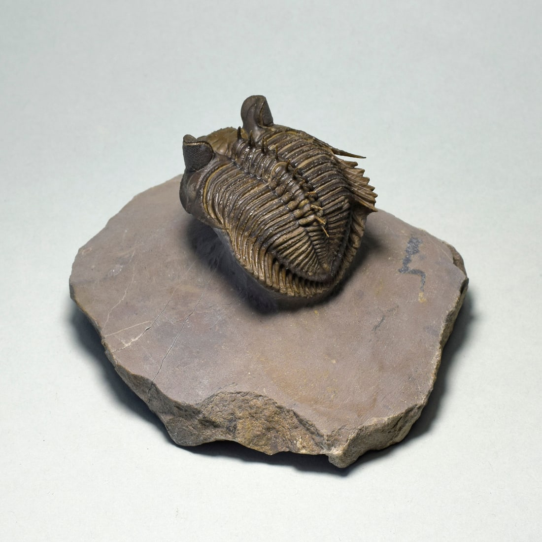 Excellent spiny trilobite Erbenochile erbeni - 8