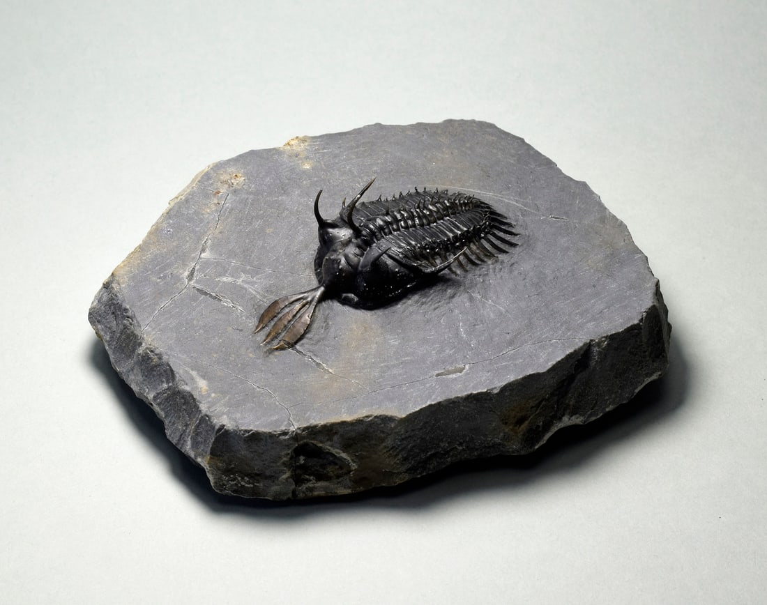 Beautiful trilobite Walliserops lindoei - 2