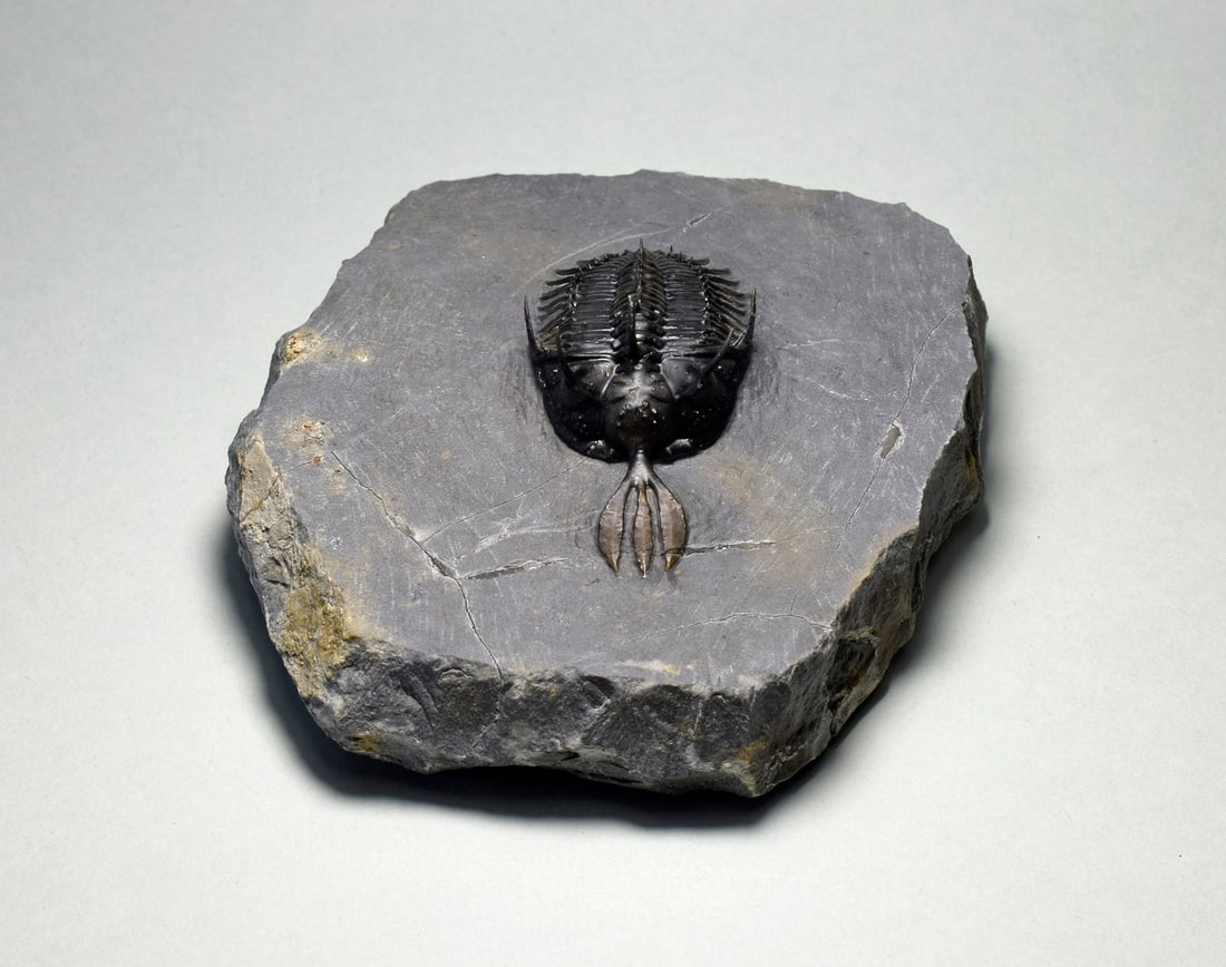 Beautiful trilobite Walliserops lindoei - 3