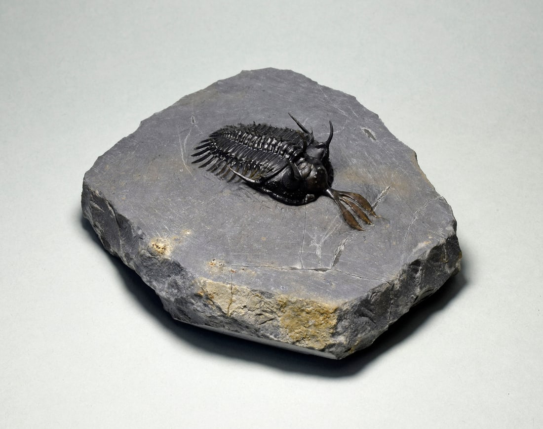 Beautiful trilobite Walliserops lindoei - 4
