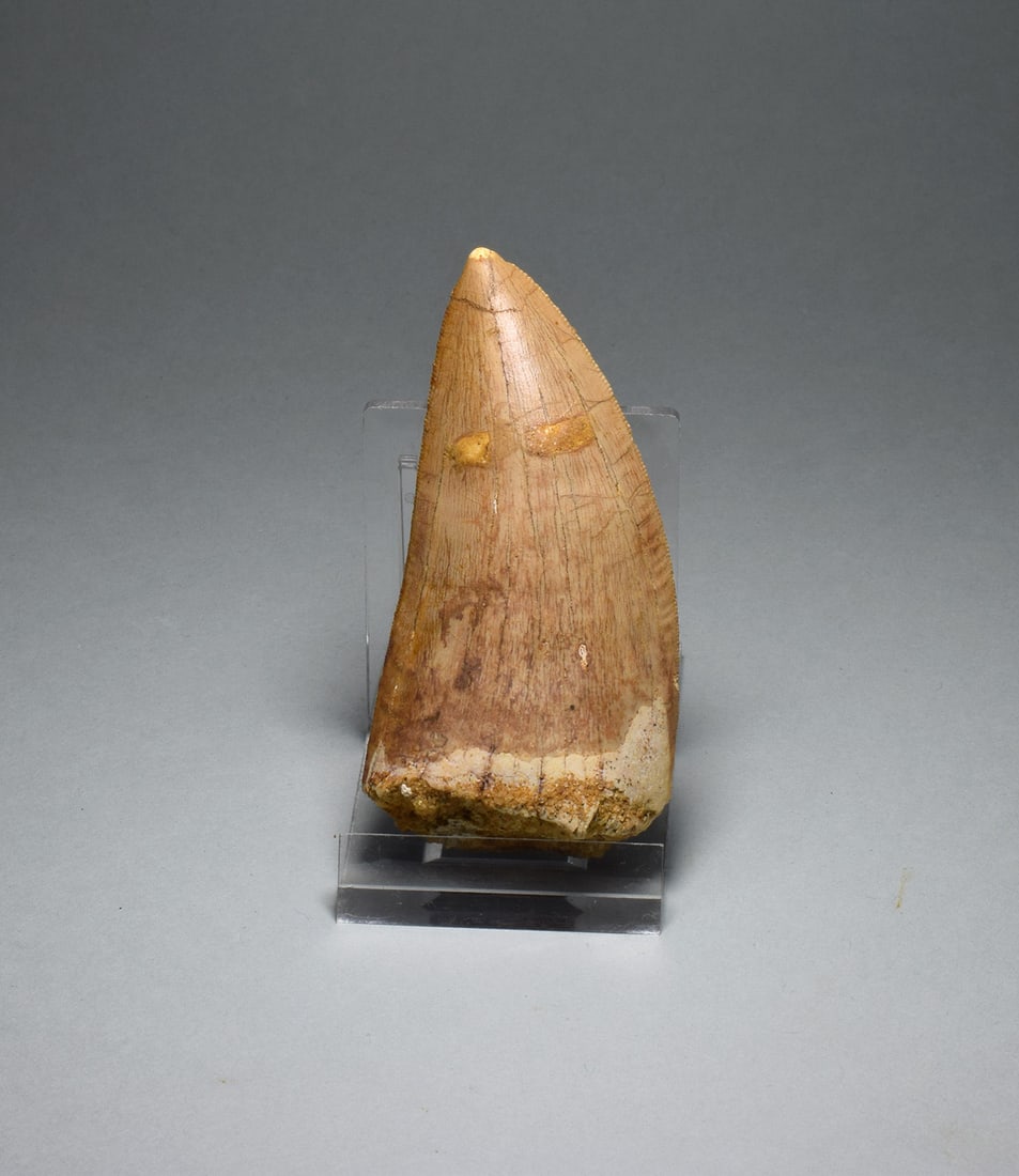 Wonderful 7.8 cm tooth of a killer dinosaur - Carcharodontosaurus saharicus: Title: Wonderful 7.8 cm tooth of a killer dinosaur - Carcharodontosaurus saharicus Origin: Morocco Size: 7.8 cm long Description: Species: Carcharodontosaurus saharicus Age: Cretaceous, Cenomanian Loc