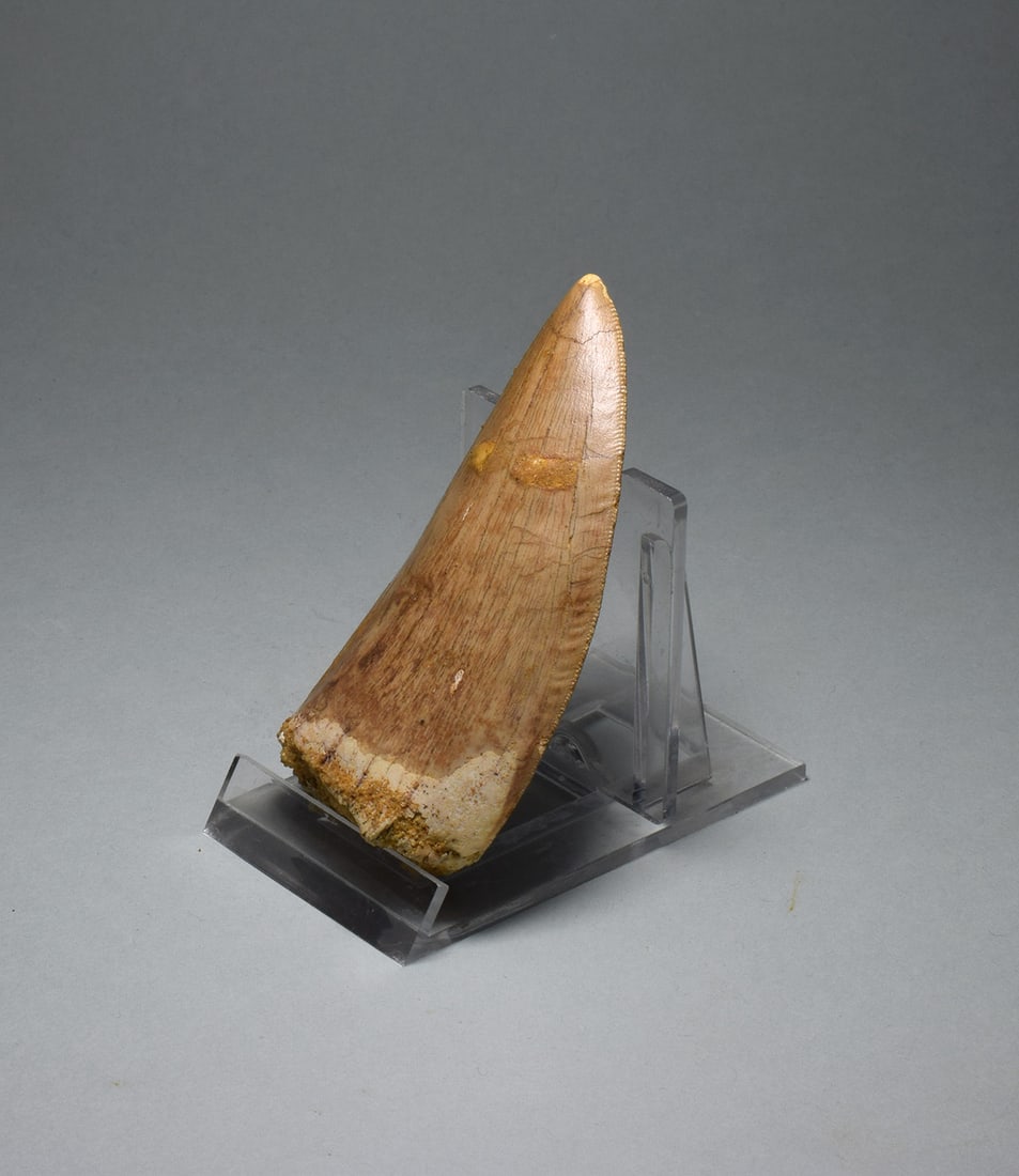 Wonderful 7.8 cm tooth of a killer dinosaur - Carcharodontosaurus saharicus - 3