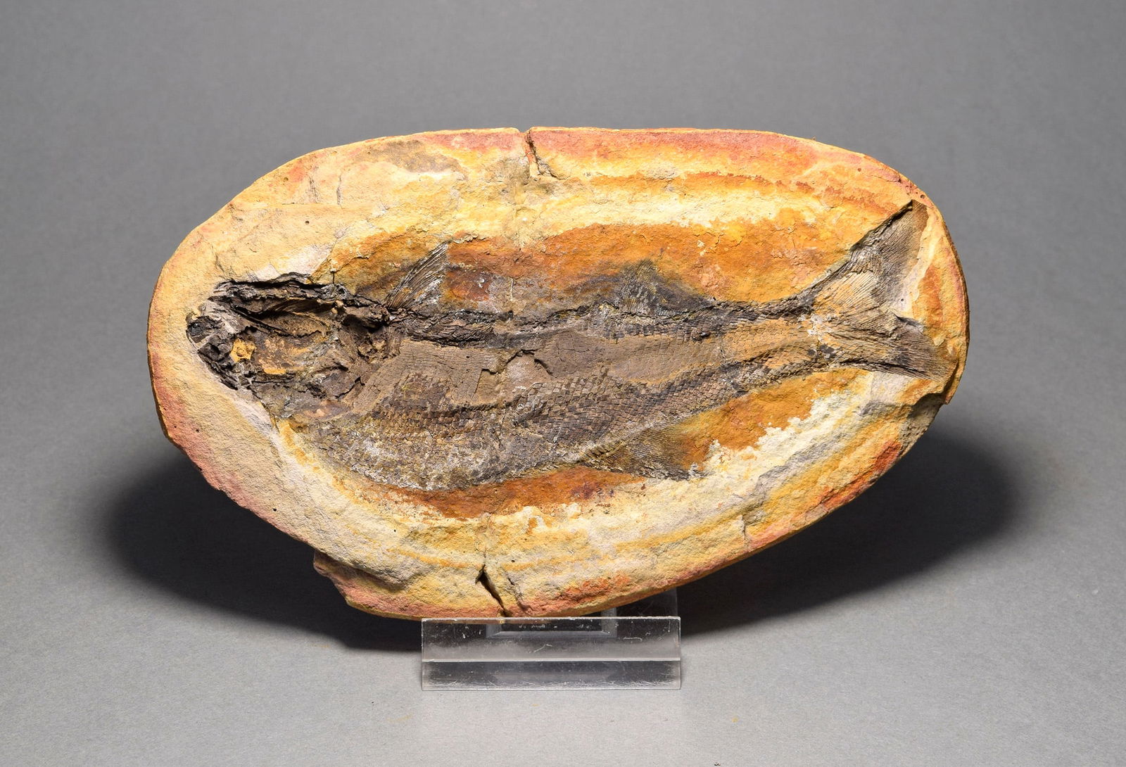 Fine fish fossil Teffichthys madagascariensis - 2