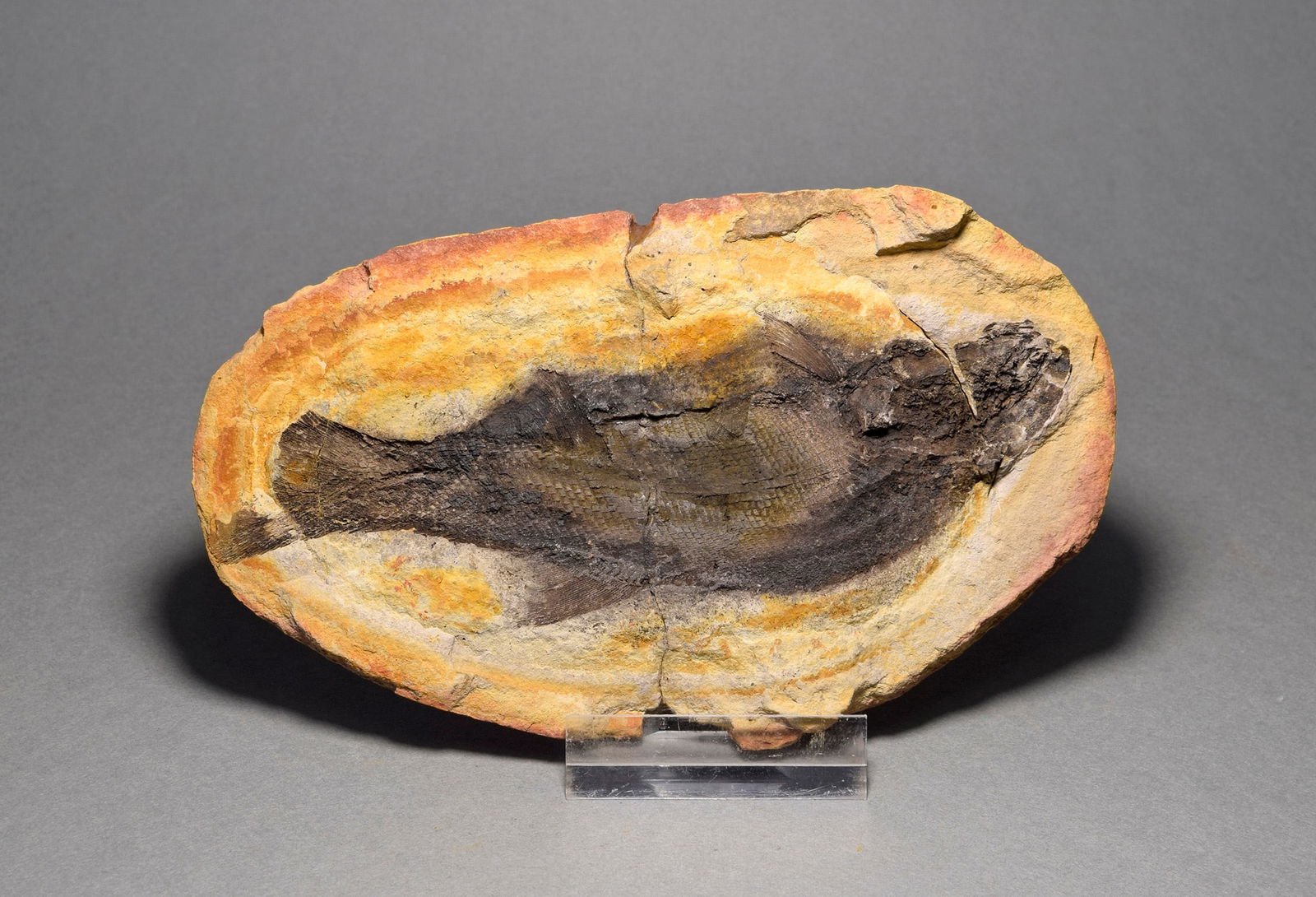 Fine fish fossil Teffichthys madagascariensis - 4