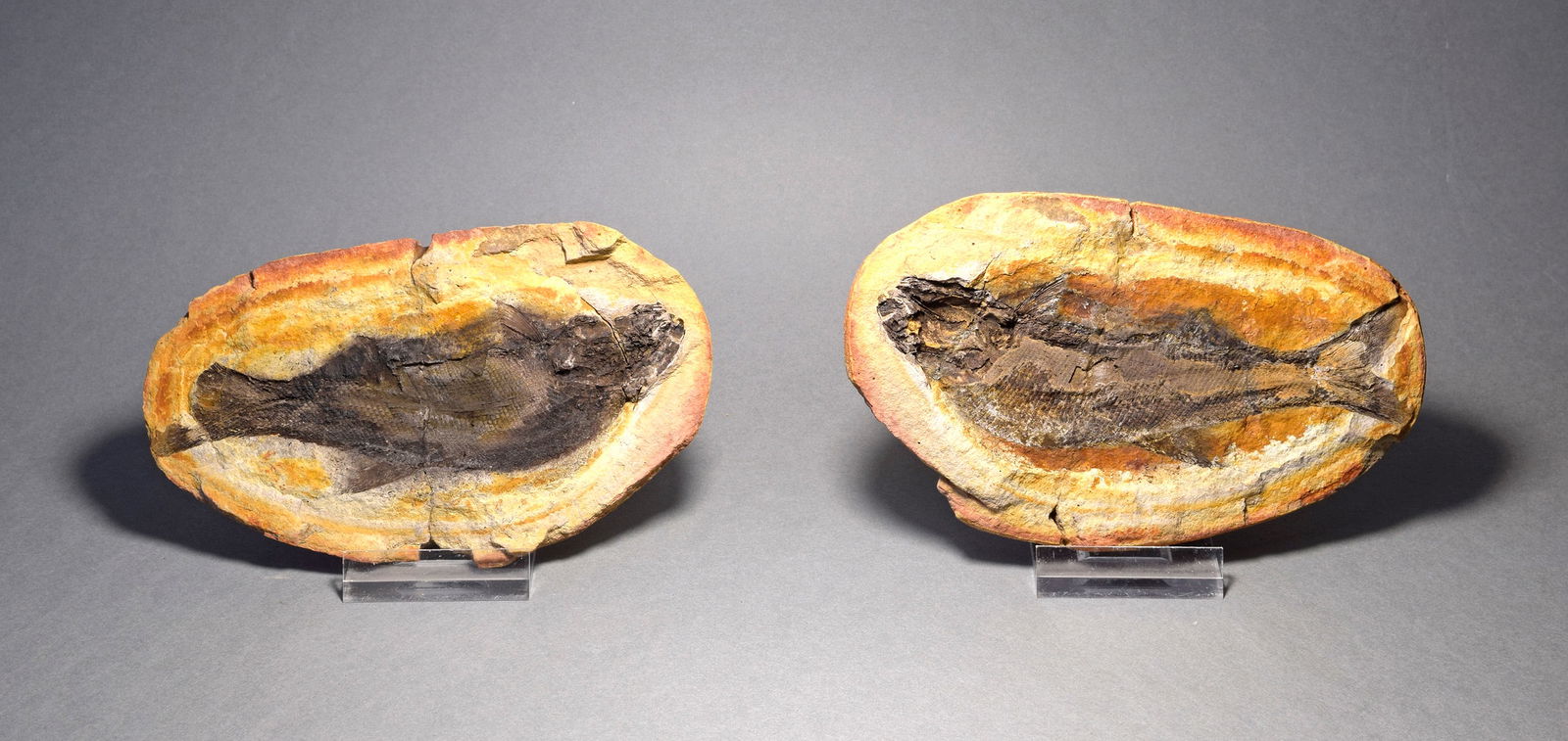 Fine fish fossil Teffichthys madagascariensis - 5