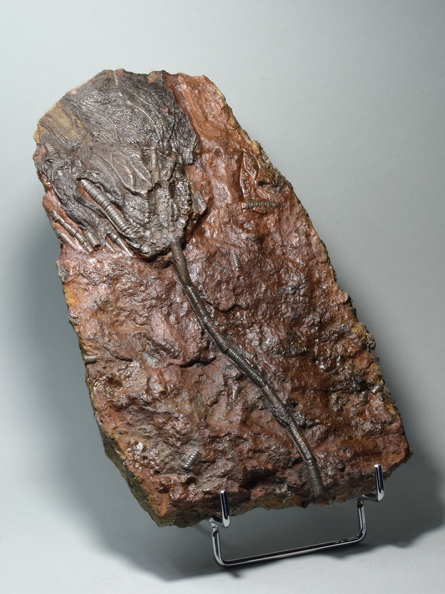 Nice crinoid on slab - Scyphocrinites elegans - 2