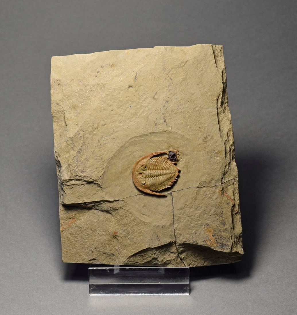 Finest small trilobite Dactylocephalus sp. - 2