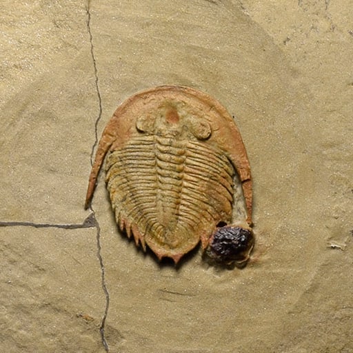 Finest small trilobite Dactylocephalus sp. - 3