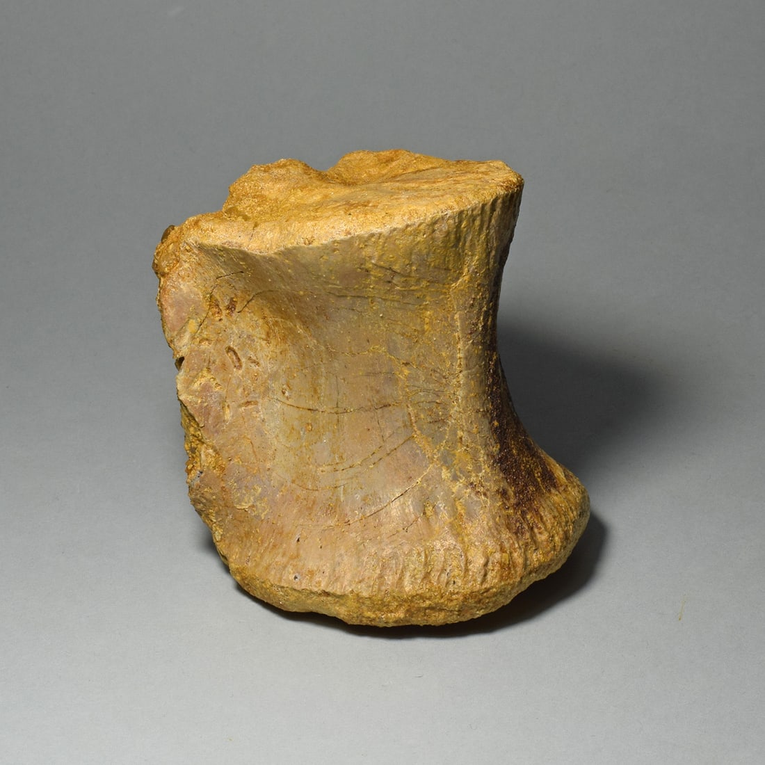 Fine dinosaur vertebra - Carcharodontosaurus saharicus - 2