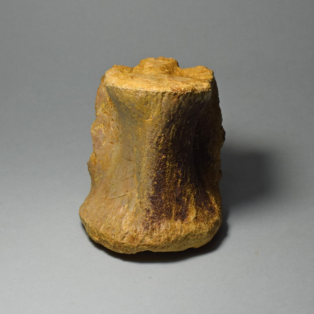Fine dinosaur vertebra - Carcharodontosaurus saharicus - 3