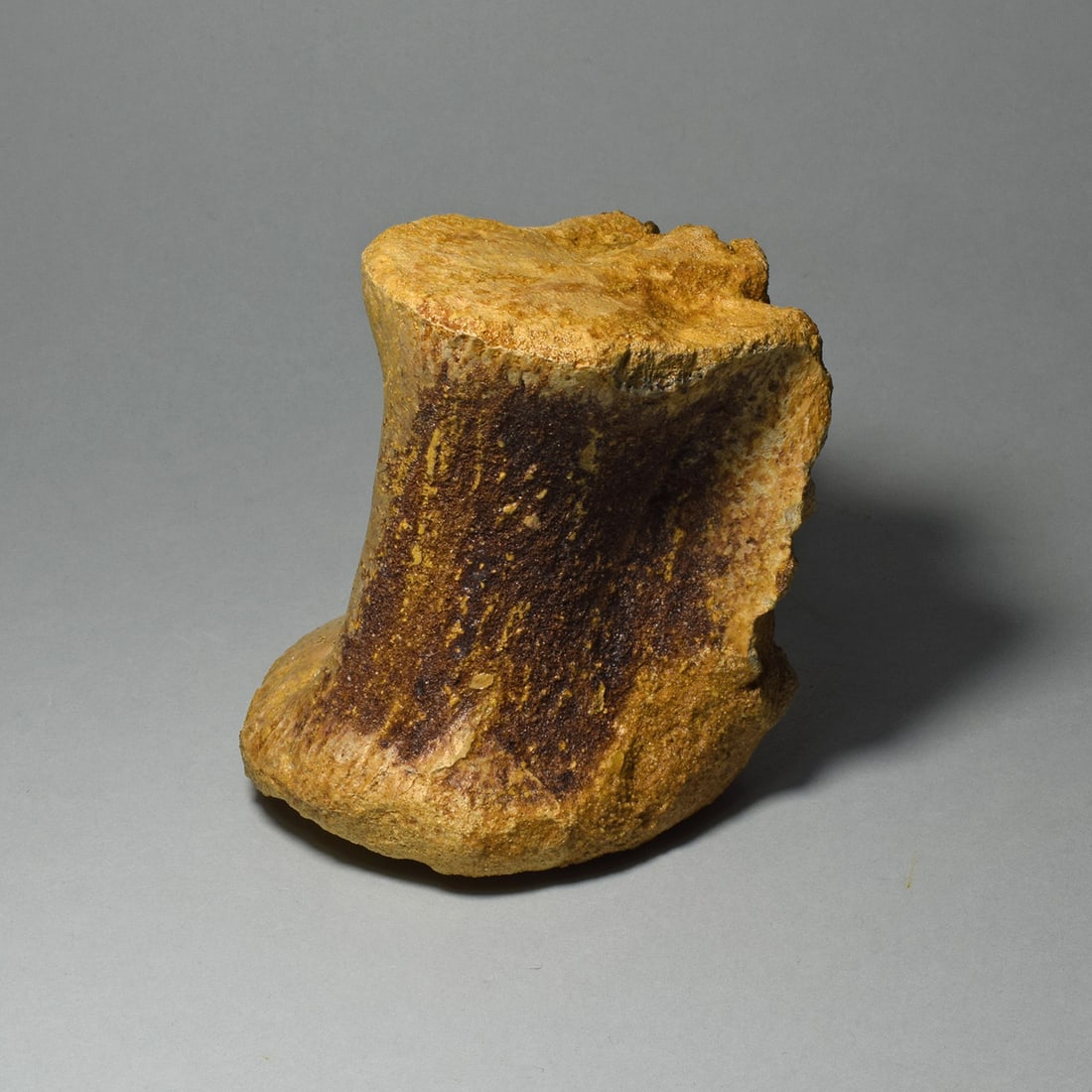 Fine dinosaur vertebra - Carcharodontosaurus saharicus - 4