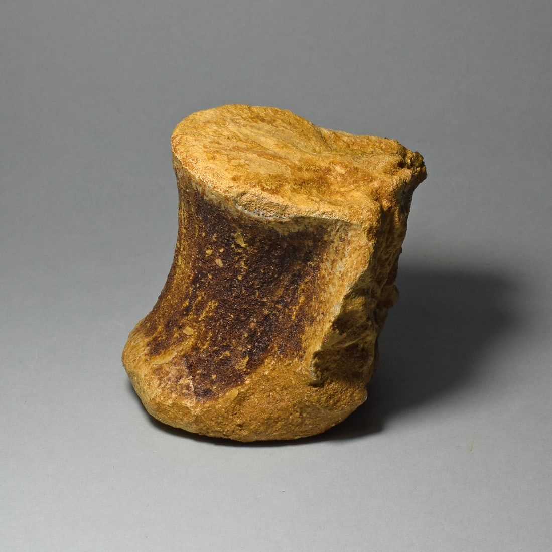 Fine dinosaur vertebra - Carcharodontosaurus saharicus - 5