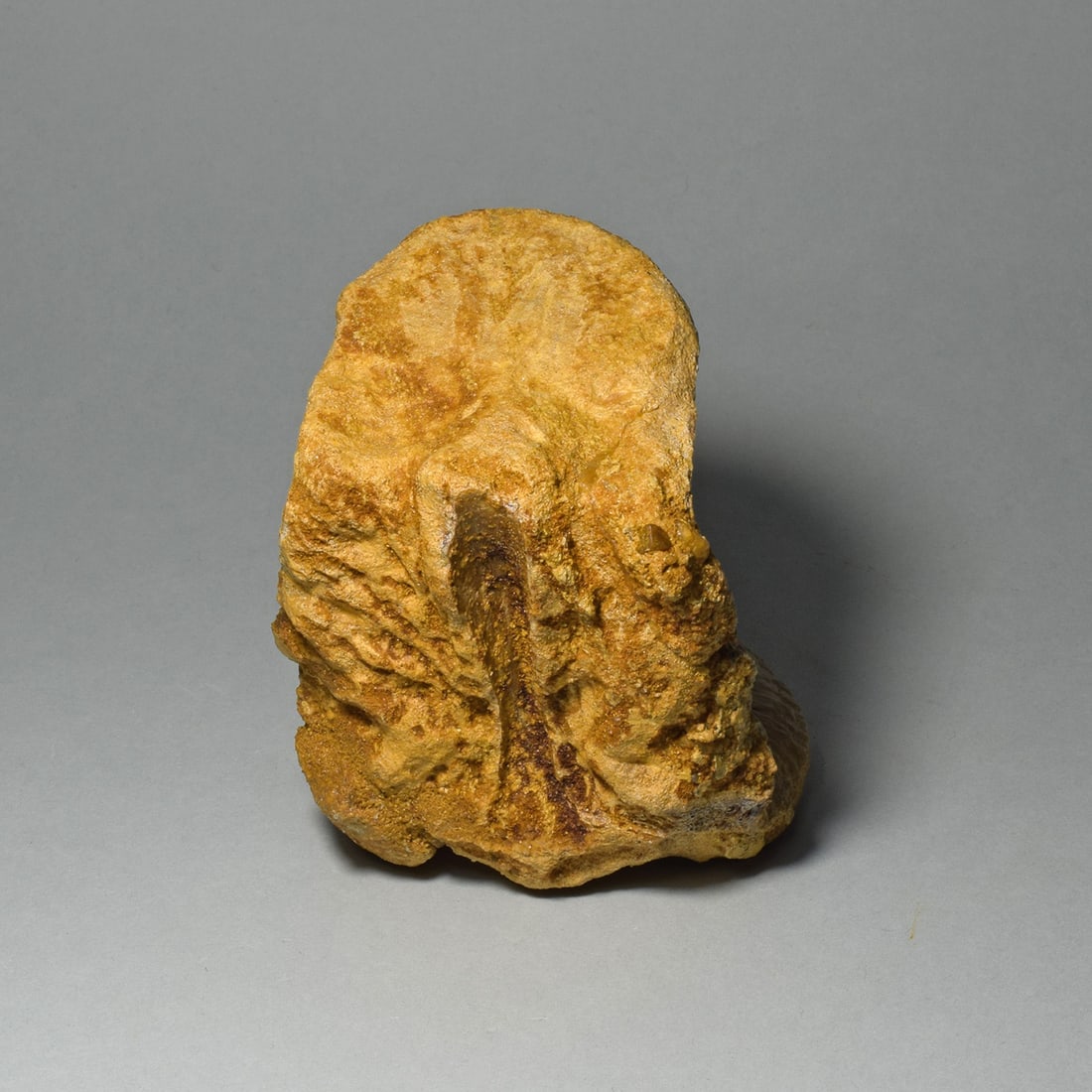 Fine dinosaur vertebra - Carcharodontosaurus saharicus - 7