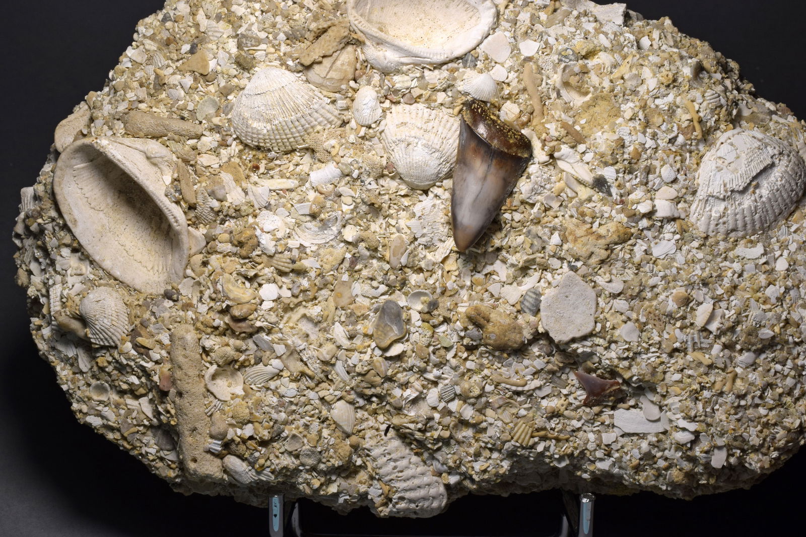 Three shark teeth on "Falun" matrix - Cosmopolitodus hastalis - 2