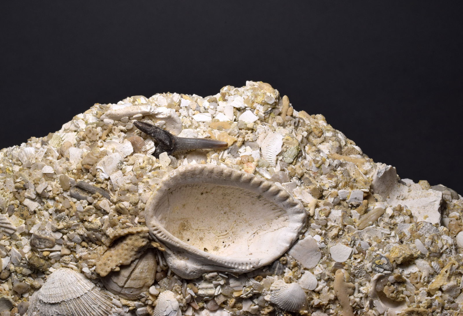 Three shark teeth on "Falun" matrix - Cosmopolitodus hastalis - 3