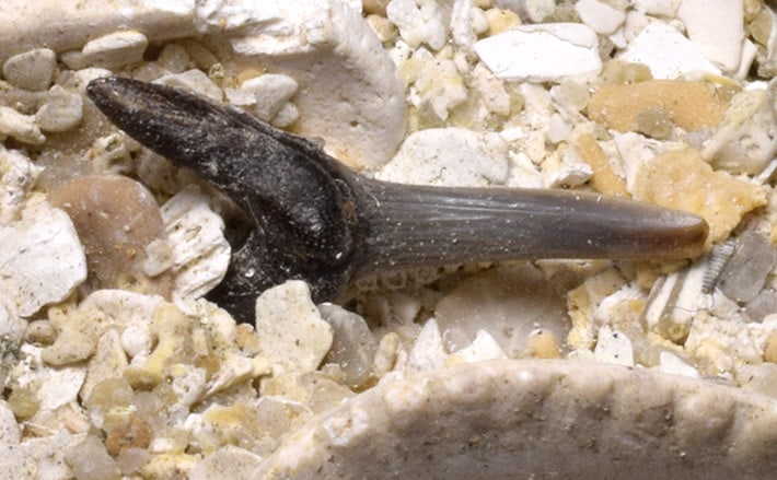 Three shark teeth on "Falun" matrix - Cosmopolitodus hastalis - 4