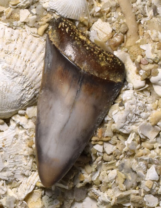 Three shark teeth on "Falun" matrix - Cosmopolitodus hastalis - 5