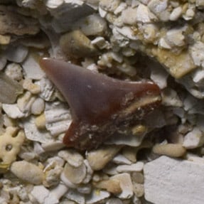 Three shark teeth on "Falun" matrix - Cosmopolitodus hastalis - 6
