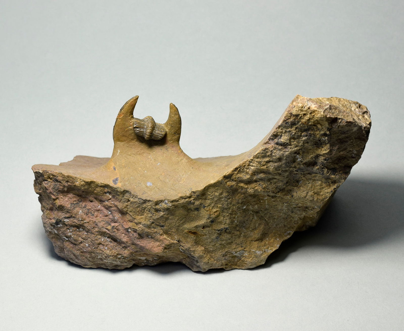 Beautiful trilobite Lioharpes wendti - 4