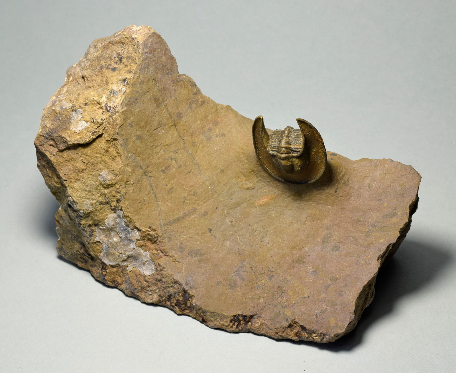 Beautiful trilobite Lioharpes wendti - 7