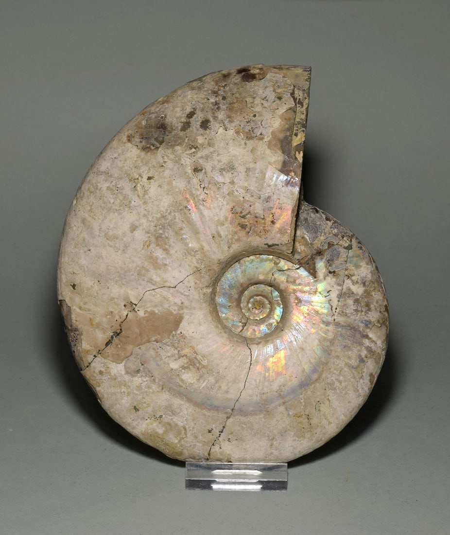 Wonderful 16.4 cm nacreous Ammonite - Aioloceras besairiei - 2
