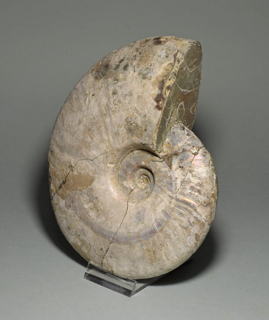 Wonderful 16.4 cm nacreous Ammonite - Aioloceras besairiei - 4