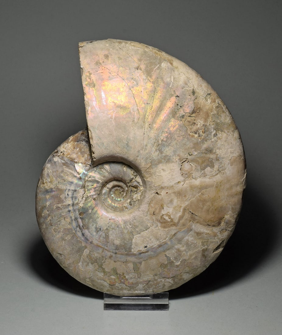 Wonderful 16.4 cm nacreous Ammonite - Aioloceras besairiei - 5