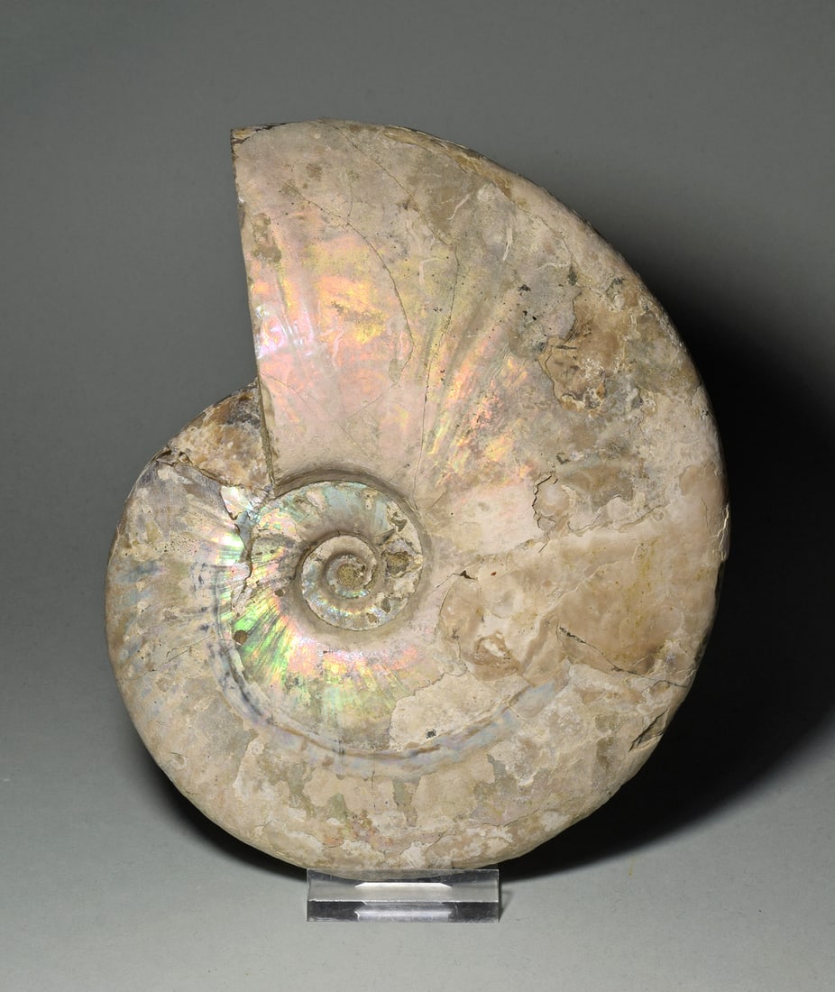 Wonderful 16.4 cm nacreous Ammonite - Aioloceras besairiei - 6