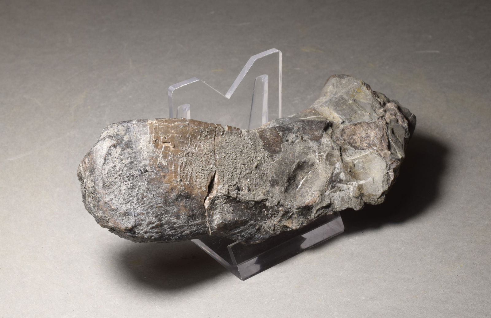 Fine bone of a marine reptile - Mastodonsaurus sp. - 2