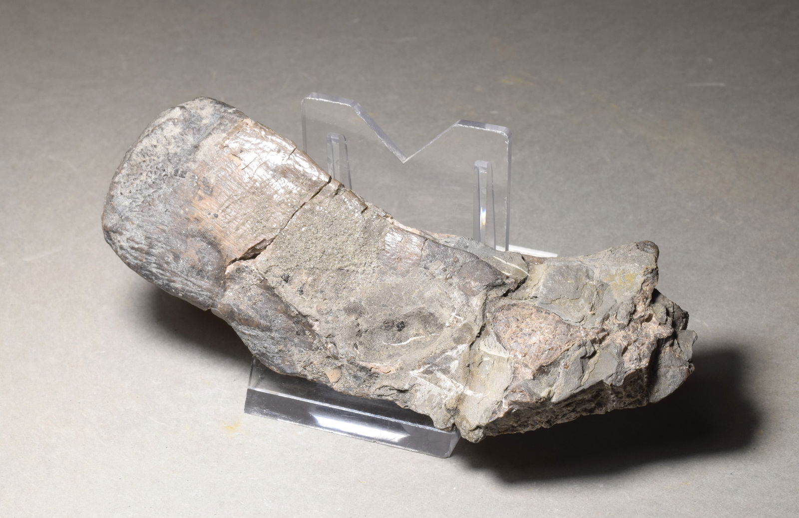 Fine bone of a marine reptile - Mastodonsaurus sp. - 3