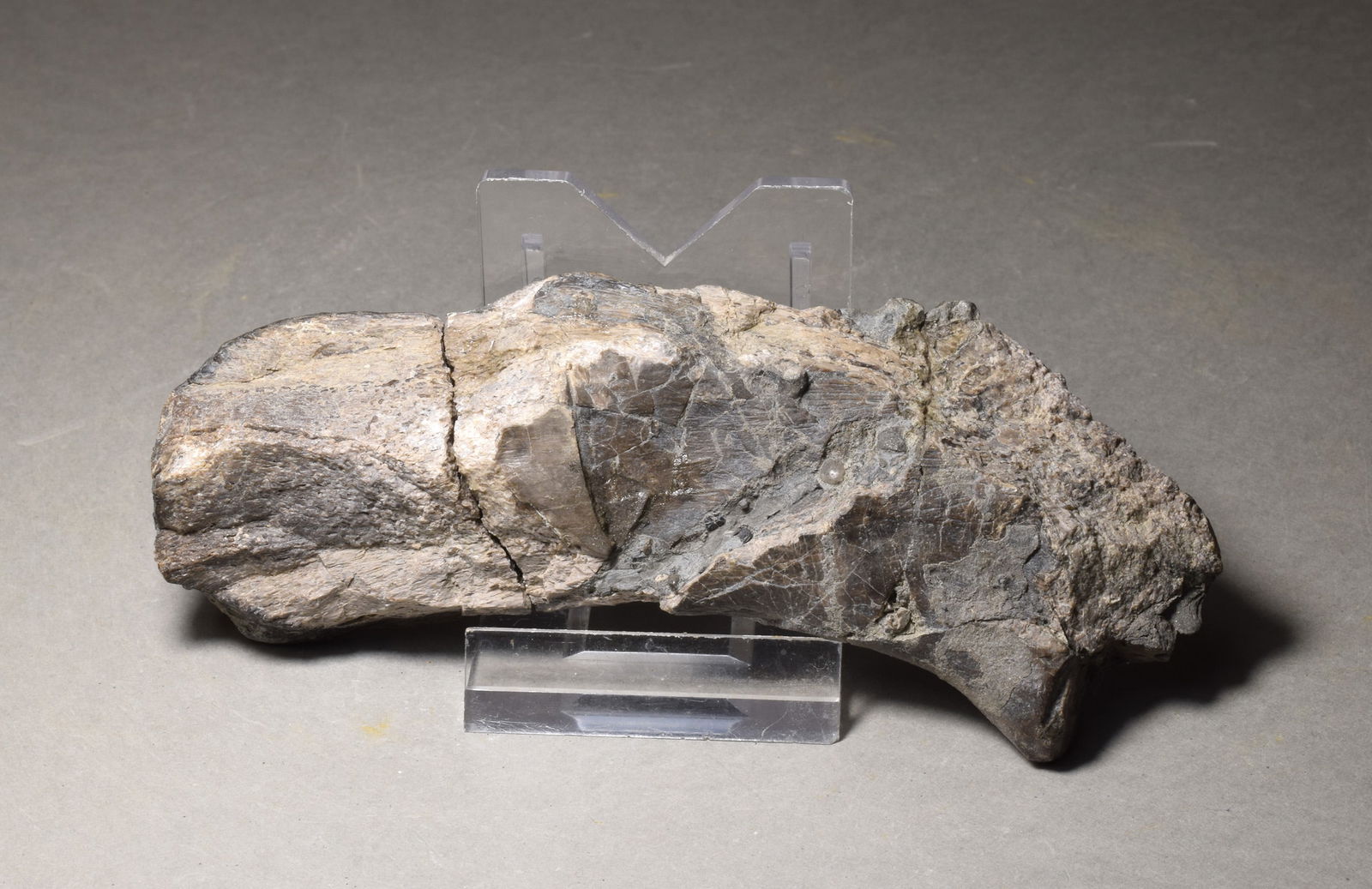 Fine bone of a marine reptile - Mastodonsaurus sp. - 4