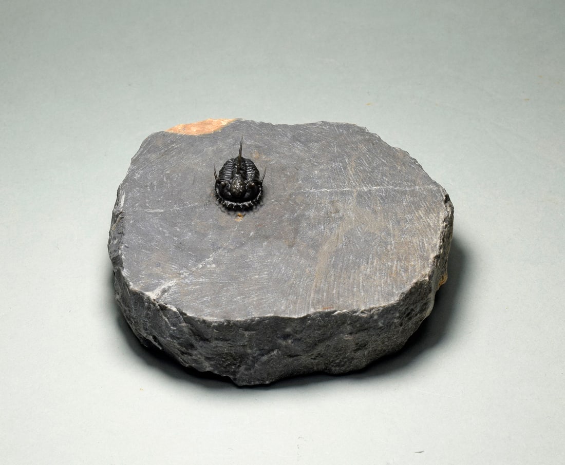 Very rare trilobite - Otarionella lkomalii - 3