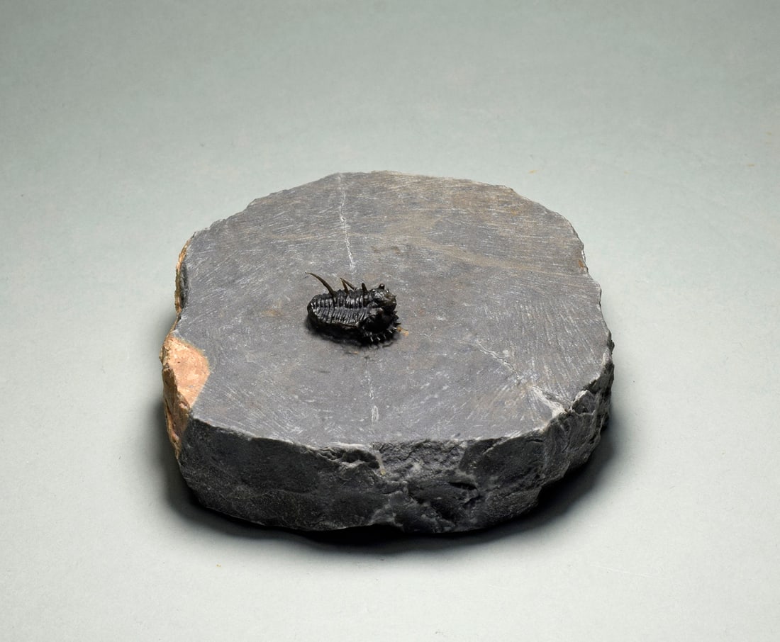 Very rare trilobite - Otarionella lkomalii - 5