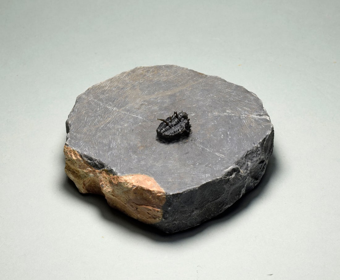 Very rare trilobite - Otarionella lkomalii - 6