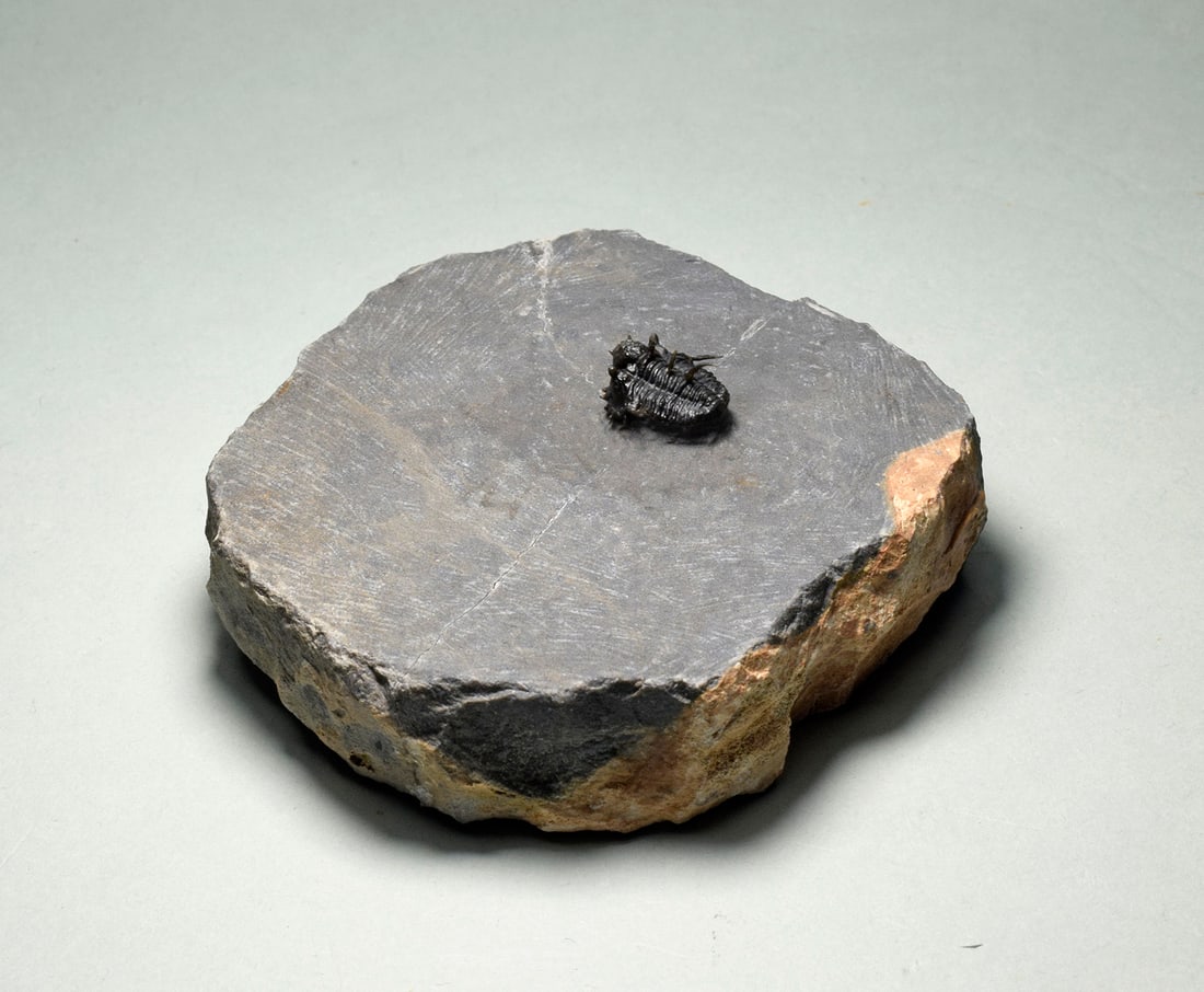 Very rare trilobite - Otarionella lkomalii - 8