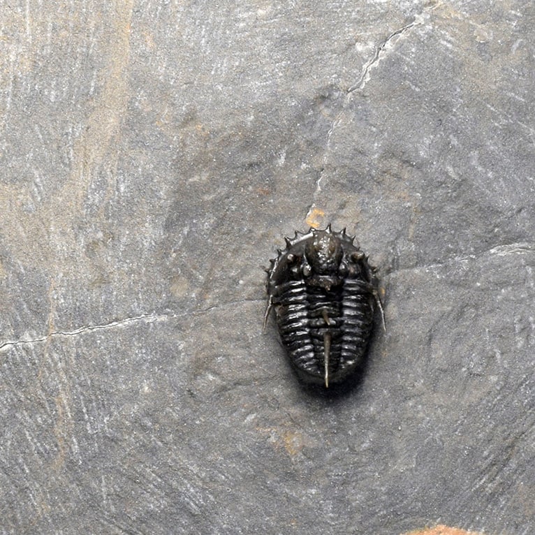 Very rare trilobite - Otarionella lkomalii - 9
