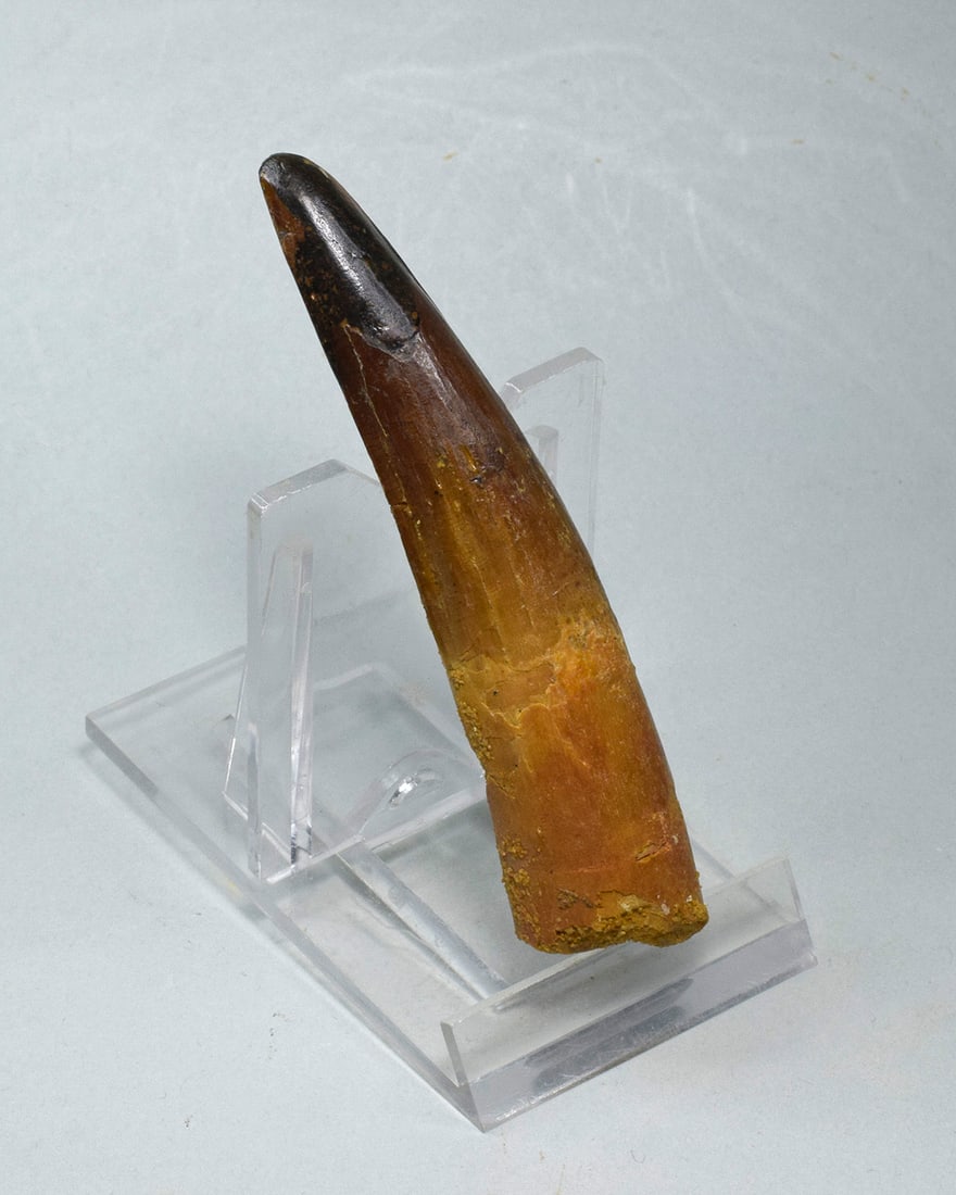 Fine 8.3 cm tooth of a theropod dinosaur Spinosaurus sp. - 2