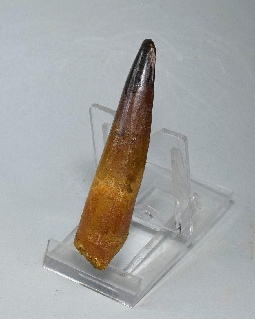 Fine 8.3 cm tooth of a theropod dinosaur Spinosaurus sp. - 3