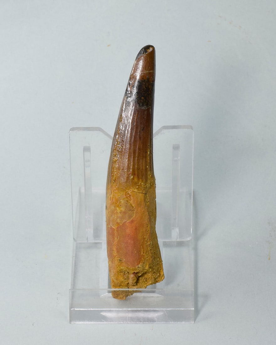 Fine 8.3 cm tooth of a theropod dinosaur Spinosaurus sp. - 4