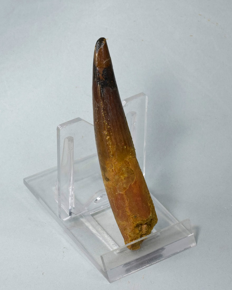 Fine 8.3 cm tooth of a theropod dinosaur Spinosaurus sp. - 5