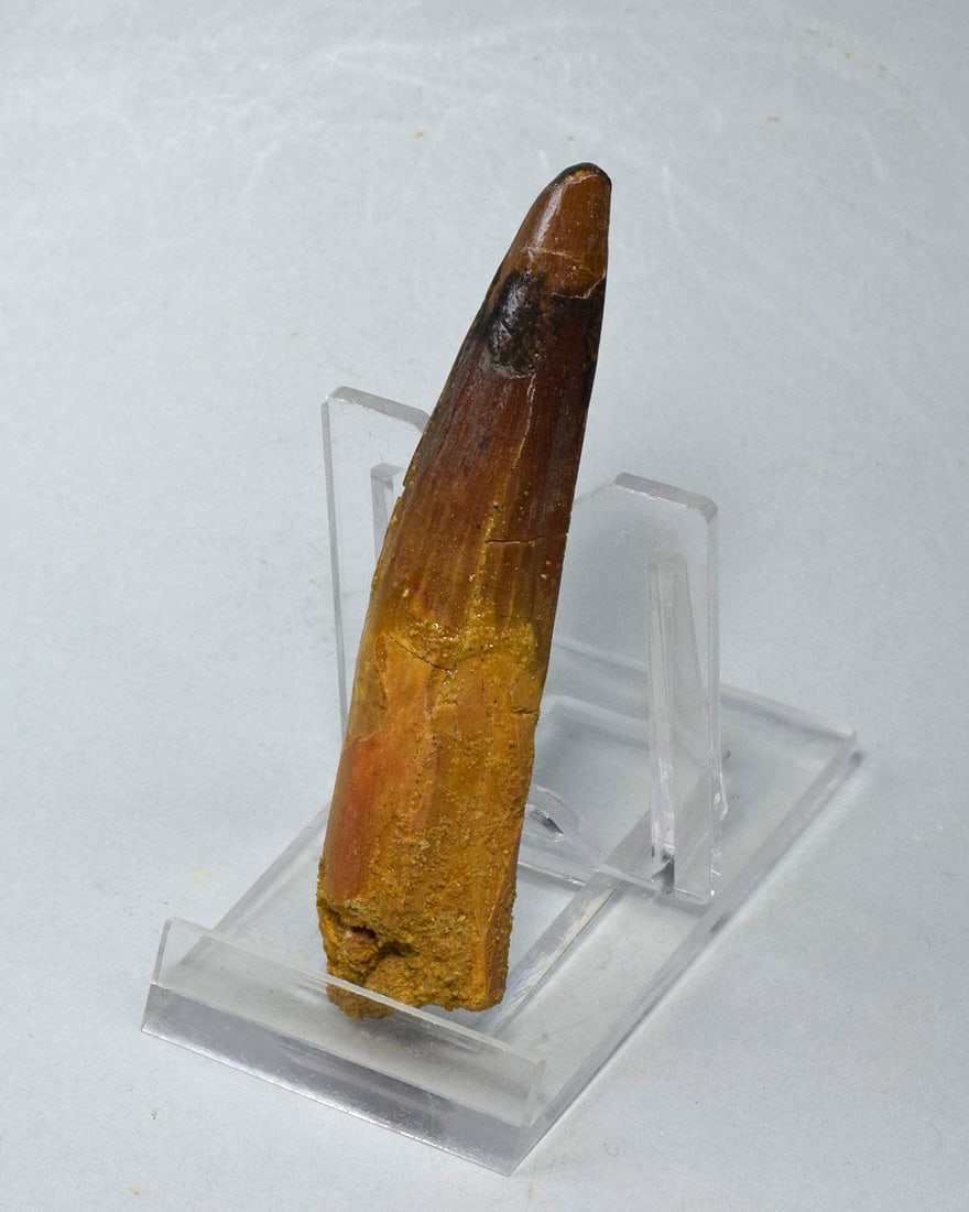 Fine 8.3 cm tooth of a theropod dinosaur Spinosaurus sp. - 6