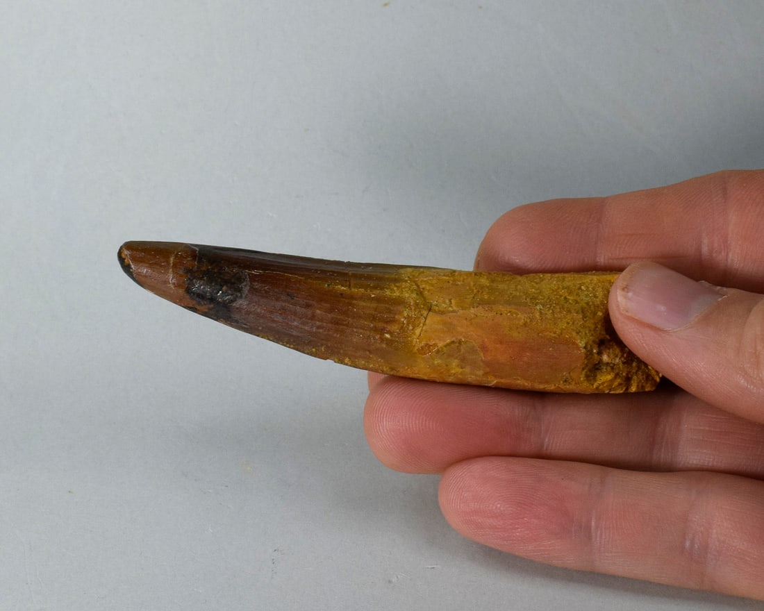 Fine 8.3 cm tooth of a theropod dinosaur Spinosaurus sp. - 7