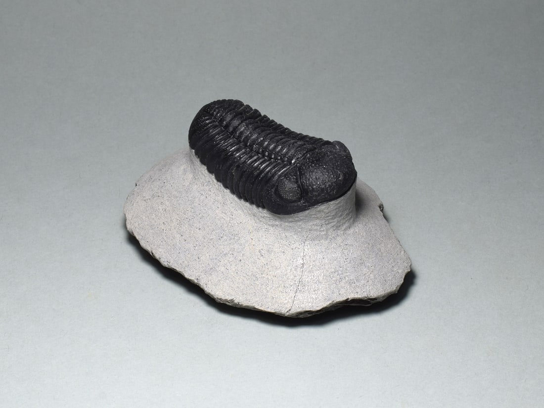 Exquisite trilobite - Barrandeops sp. - 3