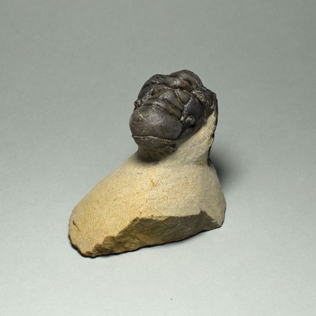 Beautiful rolled trilobite - Cheirurus (Crotalocephalina) gr. gibbus - 2