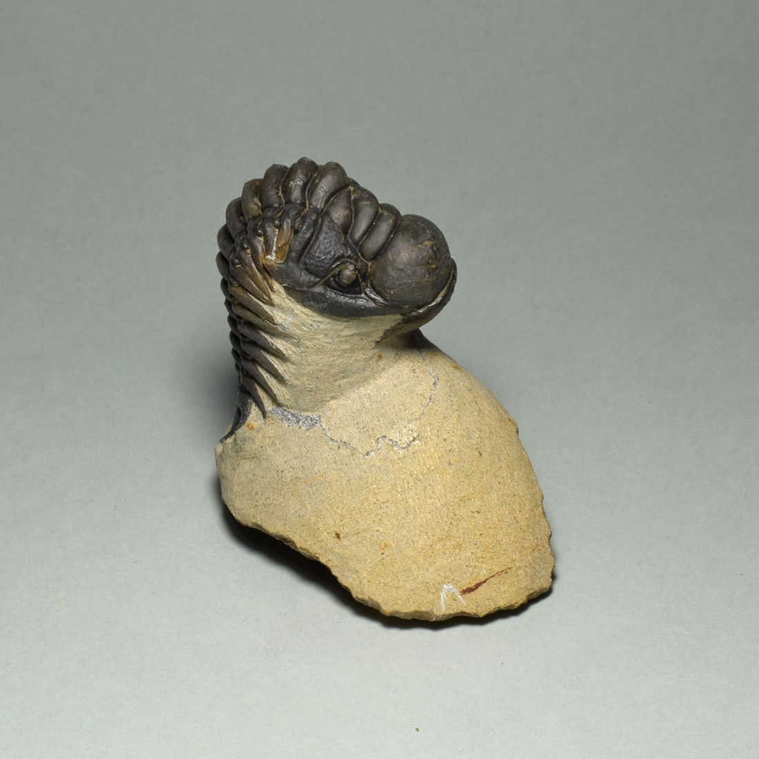 Beautiful rolled trilobite - Cheirurus (Crotalocephalina) gr. gibbus - 3