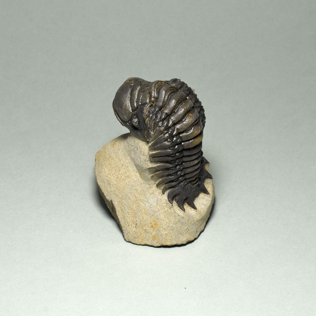 Beautiful rolled trilobite - Cheirurus (Crotalocephalina) gr. gibbus - 5
