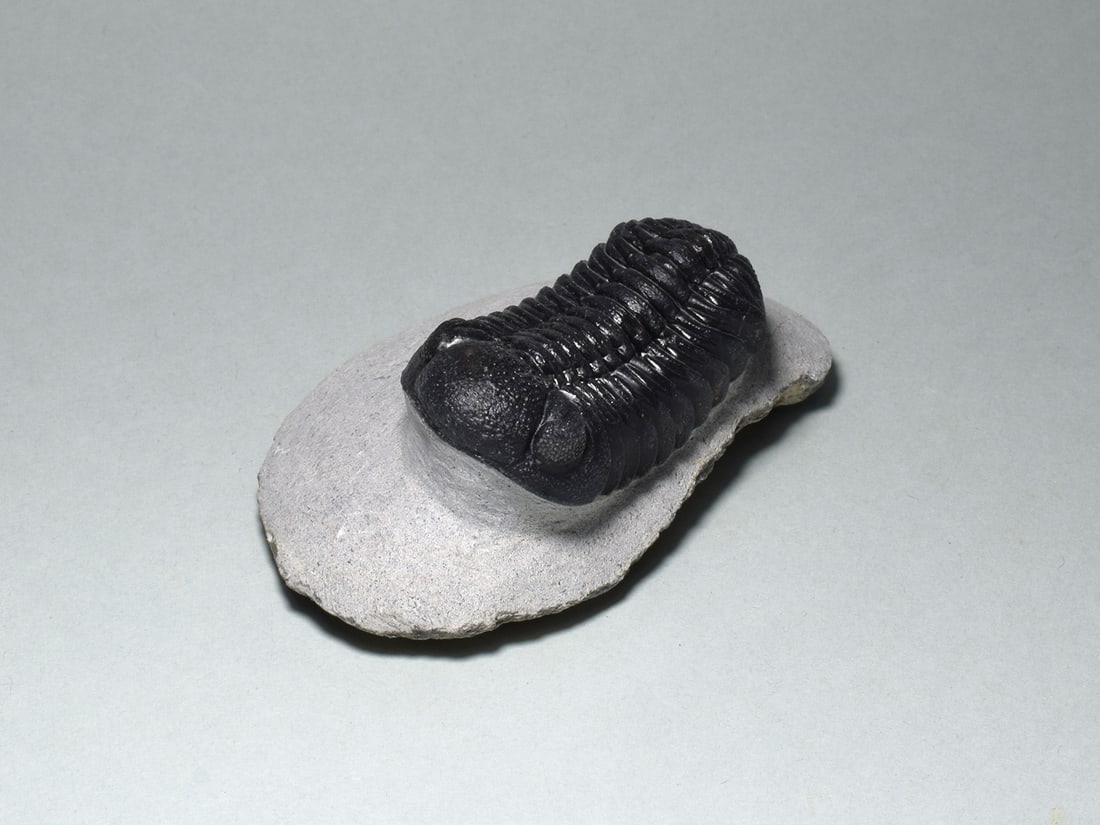 Fine trilobite - Barrandeops sp. - 2