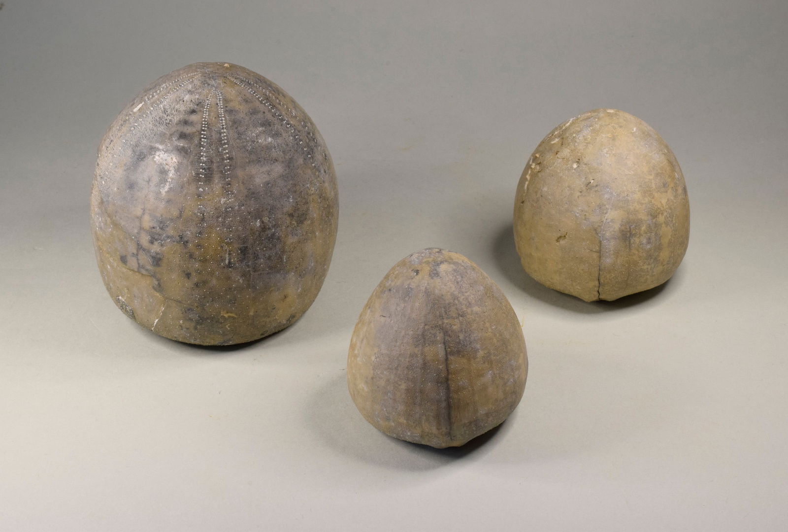 Group of three Echinocorys echinoids - 3