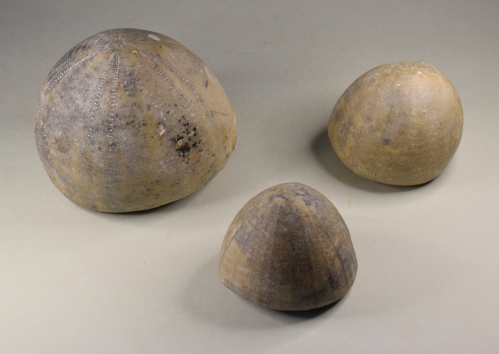 Group of three Echinocorys echinoids - 6