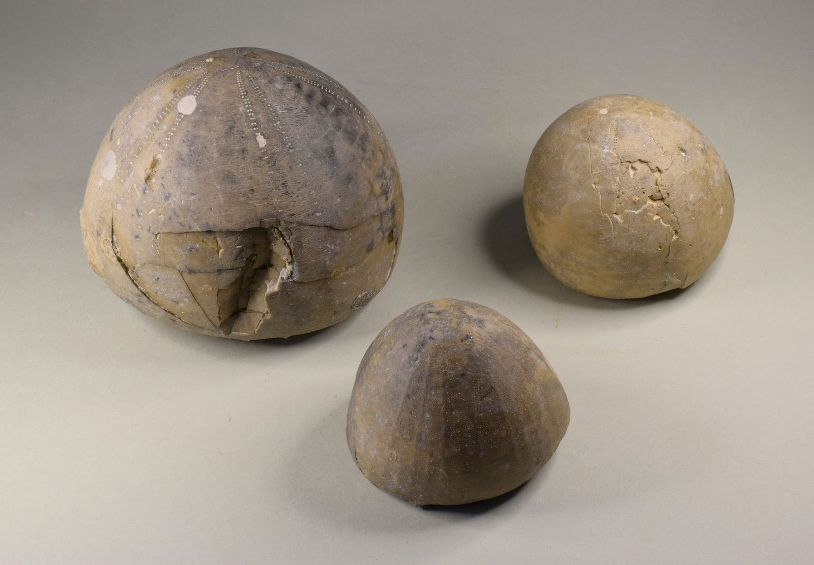 Group of three Echinocorys echinoids - 7